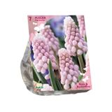 Baltus Bollen Muscari Pink Sunrise 7 stuks