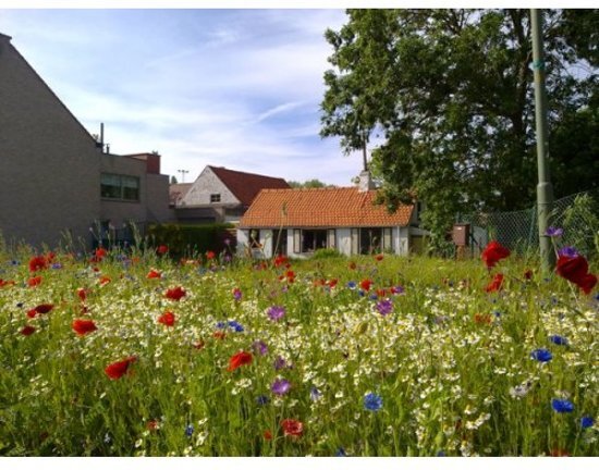 veldbloemenonline.nl Veldbloemen Belgische Sofie 1 kilo