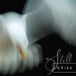 Still Aria Rostami & Daniel Blomquist - Still (CD)