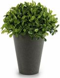 Ibergarden Decoratieve plant (13 x 17 x 13 cm) Plastic