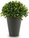 Ibergarden Decoratieve plant (13 x 17 x 13 cm) Plastic