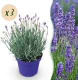 Green boutiQ Lavendel - Lavandula angustifolia Hidcote - Paars - 3 Planten - Pot 12cm