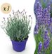 Green boutiQ Lavendel - Lavandula angustifolia Hidcote - Paars - 3 Planten - Pot 12cm