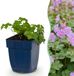 Green Boutiq boutiQ Green Geranium macr. Czakor - Ooievaarsbek - Bodembedekkend - Paars-Roze - 12 Planten - Pot 11cm - Hoogte 15-25cm