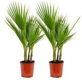 Bloomique Washingtonia Robusta - Mexicaanse Waaierpalm - Palmboom Winterhard - Tuinplanten - Set van 2 - Hoogte 60-80 cm - Pot 17 cm
