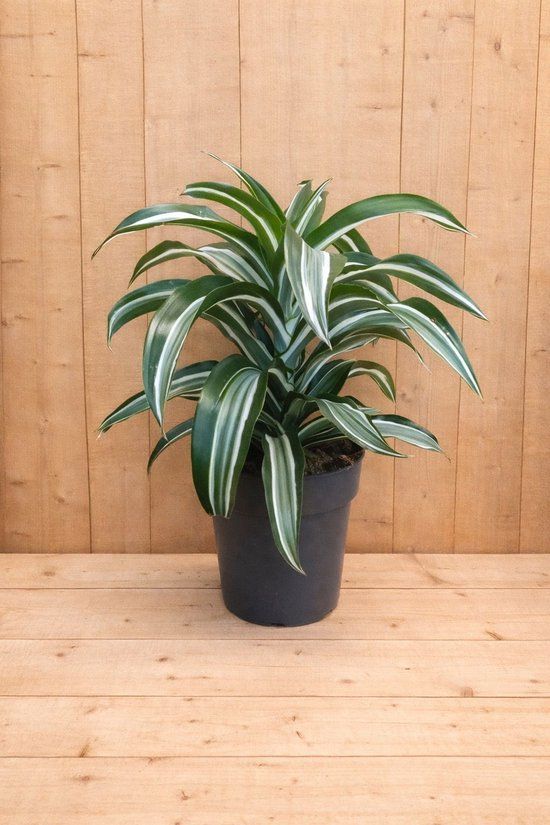 Warentuin Natuurlijk Bol Drakenbloedboom Dracaena Witbont Klein