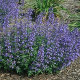 Arborix 6x Nepeta faassenii 'Junior Walker'® Pot 9x9cm - Compacte en sierlijke planten