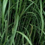 Arborix 6 x Miscanthus Floridulus - Prachtriet pot 9 x 9 cm - Reuzenriet voor Een Majestueuze Tuinervaring