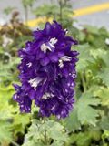 GRDplanten Groendecor Tuinarchitectuur 6x Ridderspoor - Delphinium (p) 'King Arthur' | 9x9 cm pot