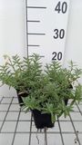 GRDplanten Groendecor Tuinarchitectuur 6x Zonneroosje - Helianthemum hybr. 'Wisley Primrose' | 9x9 cm pot