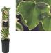 Van der starre Bol Klimplant Hedera Glacier - Bonte Klimop
