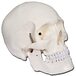 Gima 40155 Human Skull Model - 1 Piece