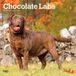 Chocolate Browntrout Publishers Chocolate Labrador Retriever - Brauner Labrador Retriever 2027 - 16-Monatskalender