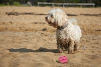 Dog Comets Starlight - Ø6 cm - Hondenspeelgoed - Hondenbal - Stuiterende tennisbal - Drijvend - Roze - 3 Stuks