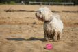 Dog Comets Starlight - Ø6 cm - Hondenspeelgoed - Hondenbal - Stuiterende tennisbal - Drijvend - Roze - 3 Stuks