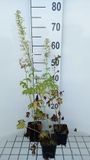 GRDplanten Groendecor Tuinarchitectuur 6x Ridderspoor - Delphinium 'M.f.' blanc pur | 9x9 cm pot