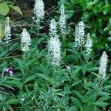 Veronica 6 x Veronica Spicata 'Alba' - Épis de Veronica Pot 9x9 cm - Épis Blancs