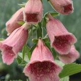 Arborix Digitalis 6 x Digitalis 'Mertonensis' - Vingerhoedskruid pot 9x9cm
