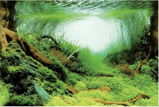 Superfish Deco Poster - Aquarium - Ornament - 100x49 cm Aquascape Plant