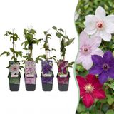 Green boutiQ - 4x Clematis Rainbow - Bosrank - Paars - Rood - Roze - Wit - Klimplant - Ø9cm - 35cm