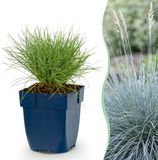 Green boutiQ - Festuca glauca - Blauwgras - Vasteplant - Groenblijvend - Blauw - 1 Plant - Pot 11cm