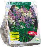 Baltus Scilla Hispanica, Mix per 15