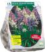 Baltus Scilla Hispanica, Mix per 15