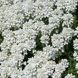 Iberis 6 x Iberis Sempervirens 'Schneeflocke' - Scheefkelk pot 9x9cm - Fleurs blanc neige, persistant, couvre-sol