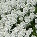 Iberis 6 x Iberis Sempervirens 'Schneeflocke' - Scheefkelk pot 9x9cm - Fleurs blanc neige, persistant, couvre-sol