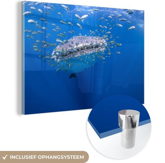 MuchoWow® Glass Painting 150x100 cm - Acrylic Glass Painting - Whale Shark with Small Fish - Photo on Glass - Paintings