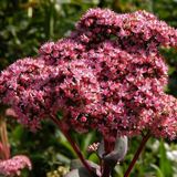 Arborix Bol 6 x Sedum 'Matrona' - Vetkruid pot 9x9cm