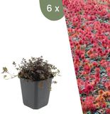 Plants by Frank | 6 Stekelnoot planten | Acaena microphylla 'Kupferteppich' | Winterharde bodembedekker | Winterharde planten voor de tuin | Winterharde vaste planten meerjarig | Winterharde tuinplanten