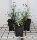 GRDplanten Groendecor Tuinarchitectuur 6x Grasanjer - Dianthus (p) 'Doris' | 9x9 cm pot