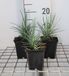 Groendecor Tuinarchitectuur 6x Œillet de poète - Dianthus (p) 'Doris' | pot de 9x9 cm