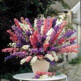 Sluis Garden Ridderspoor Imperial Mix, dubbelbloemig (Delphinium)