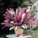 Sluis Garden Ridderspoor Imperial Mix, dubbelbloemig (Delphinium)