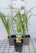 Groendecor Tuinarchitectuur 6x Hemerocallis hybr. 'Chicago Sunrise' | pot de 9x9 cm