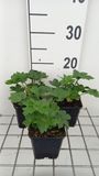 GRDplanten Groendecor Tuinarchitectuur 6x Zeeuws knoopje - Astrantia maj. 'Star of Billion'® | 9x9 cm pot