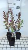 GRDplanten Aster 6x Aster - Aster n.a. 'Andenken An P. Gerber' | 9x9 cm pot