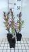 GRDplanten Aster 6x Aster - Aster n.a. 'Andenken An P. Gerber' | 9x9 cm pot