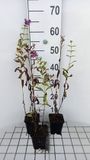 GRDplanten Groendecor Tuinarchitectuur 6x Vlambloem - Phlox (p) 'The King' | 9x9 cm pot