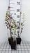 GRDplanten Groendecor Tuinarchitectuur 6x Vlambloem - Phlox (p) 'The King' | 9x9 cm pot