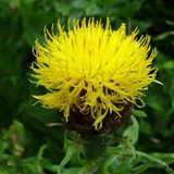 Arborix Centaurea 6 x Centaurea Macrocephala - Centaurie pot 9x9cm - Grote Geelbloeiende Knoopbloem