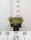 GRDplanten Groendecor Tuinarchitectuur 6x Tijm - Thymus praecox 'Doone Valley' | 9x9 cm pot