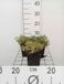 GRDplanten Groendecor Tuinarchitectuur 6x Tijm - Thymus praecox 'Doone Valley' | 9x9 cm pot
