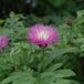 Centaurea 6 x Centaurea Dealbata - Centaurée pollinisée pot 9x9cm