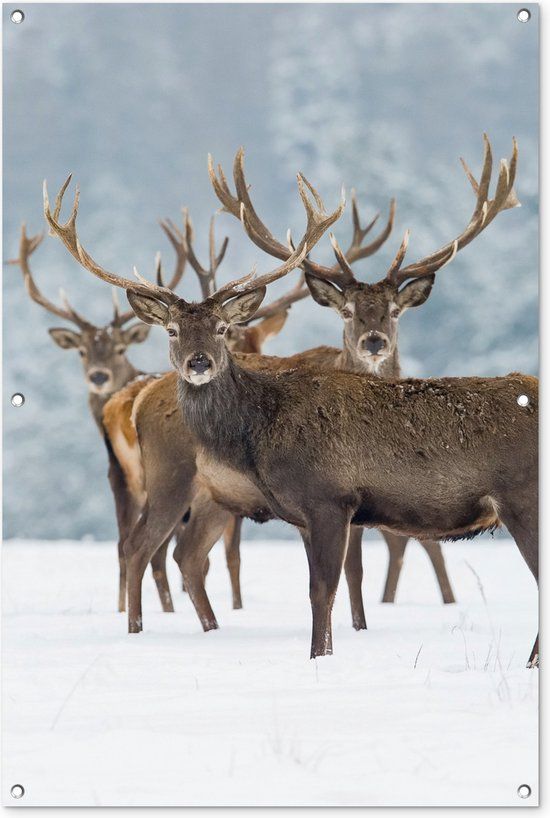GreatGardenPosters Tuinposter - Hert - Winter Landschap - 80x120 cm - PVC