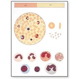 3B Scientific V2031M leertafel, het bloed I, samenstelling