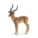Papo - Realistische impala figuur speelgoed voor kinderen - 3 jaar en ouder - Wilde dieren collectie - Educatief spel Afrikaanse fauna - Cadeau-idee speelgoed voor meisjes en jongens - 11 x 8,5 x 3 cm