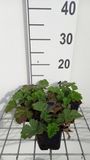 GRDplanten Groendecor Tuinarchitectuur 6x Nagelkruid - Geum hybr. 'Totally Tangerine' | 9x9 cm pot